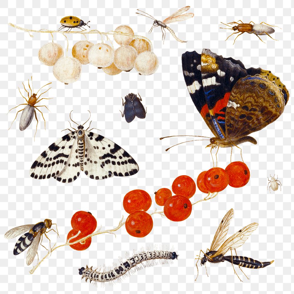 Insect and butterfly png set, remixed from artworks by Jan van Kessel