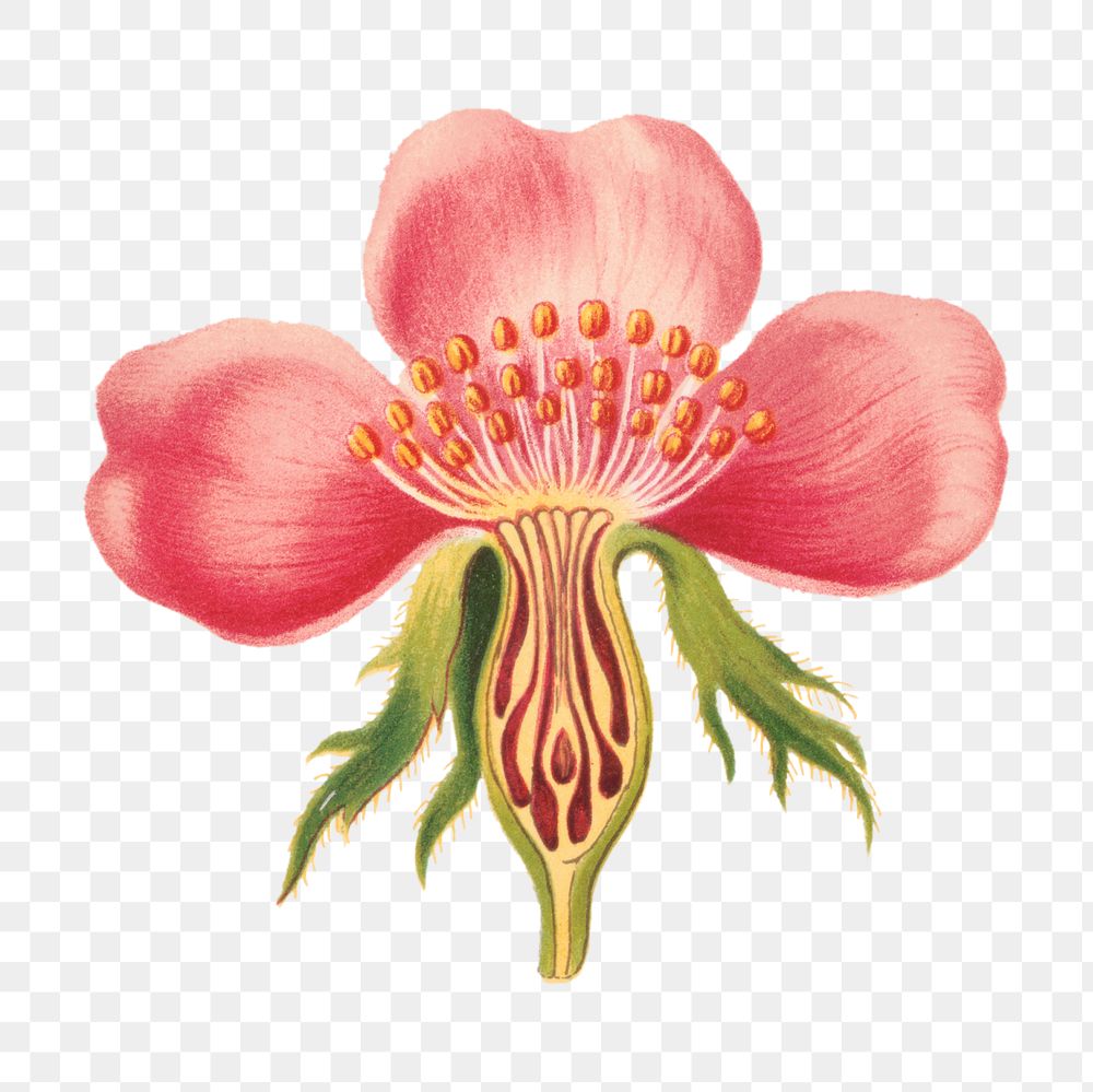 Vintage rose flower part botanical png illustration, remix from artworks by L. Prang & Co.
