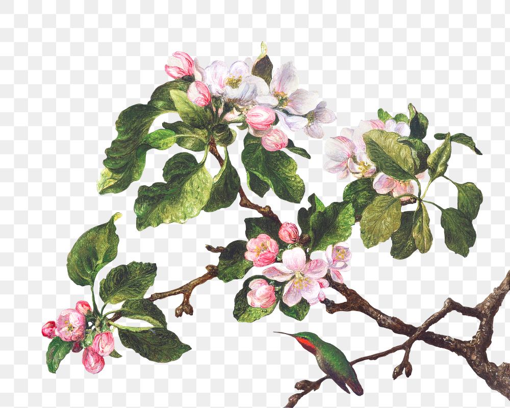 Vintage apple blossom flower illustration | Premium PNG Sticker - rawpixel