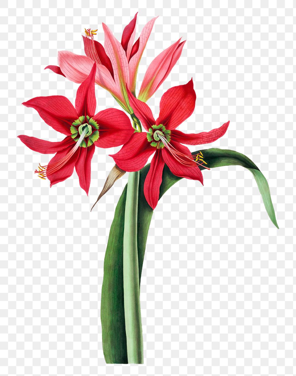 Vintage red lily flowers png illustration, remix from artworks by De Gouy
