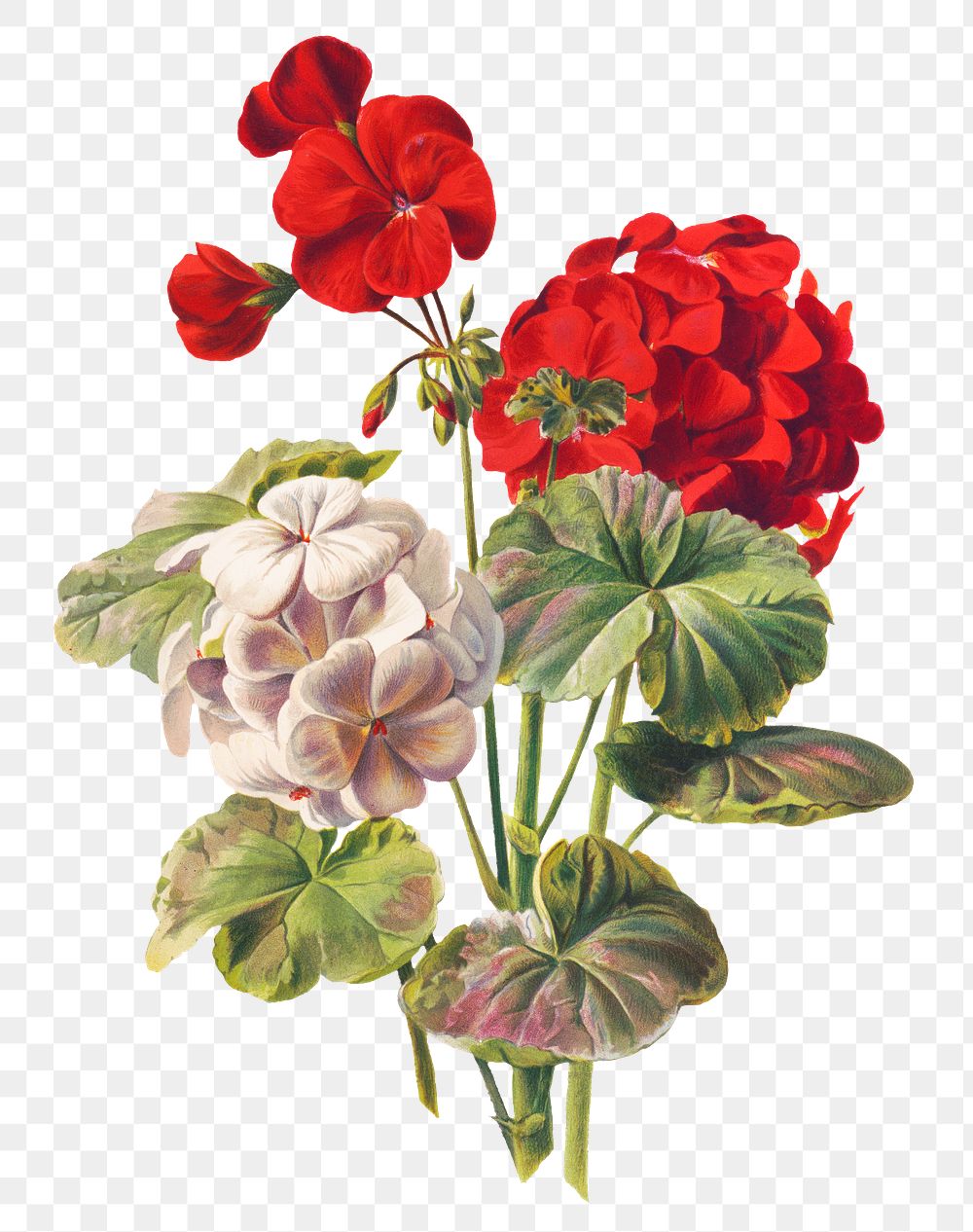 Vintage geranium flower illustration png, remix from artworks by L. Prang & Co.