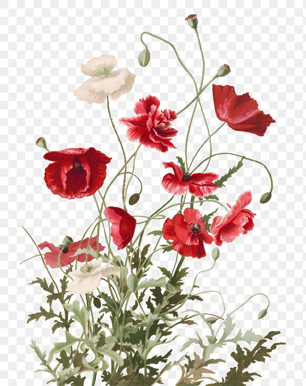 Vintage poppy flower botanical png illustration, remix from artworks by L. Prang & Co.