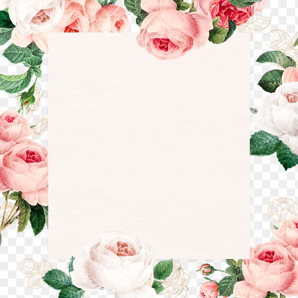 Pink cabbage rose squared frame design element