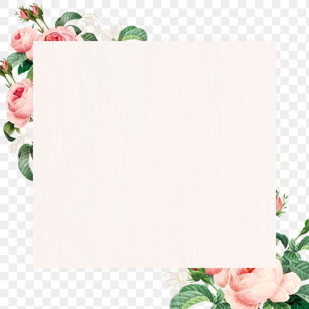 Pink cabbage rose squared frame design element