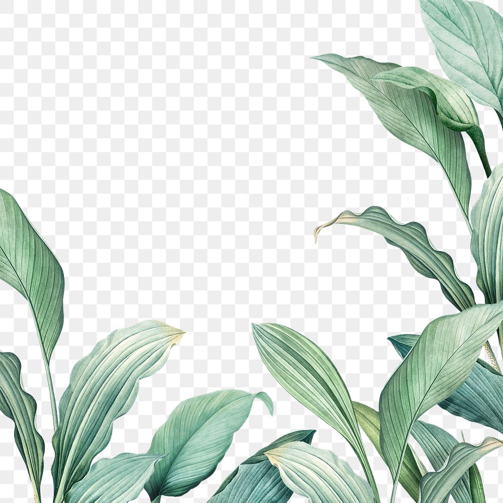 Hand drawn tropical leaves PNG transparent background