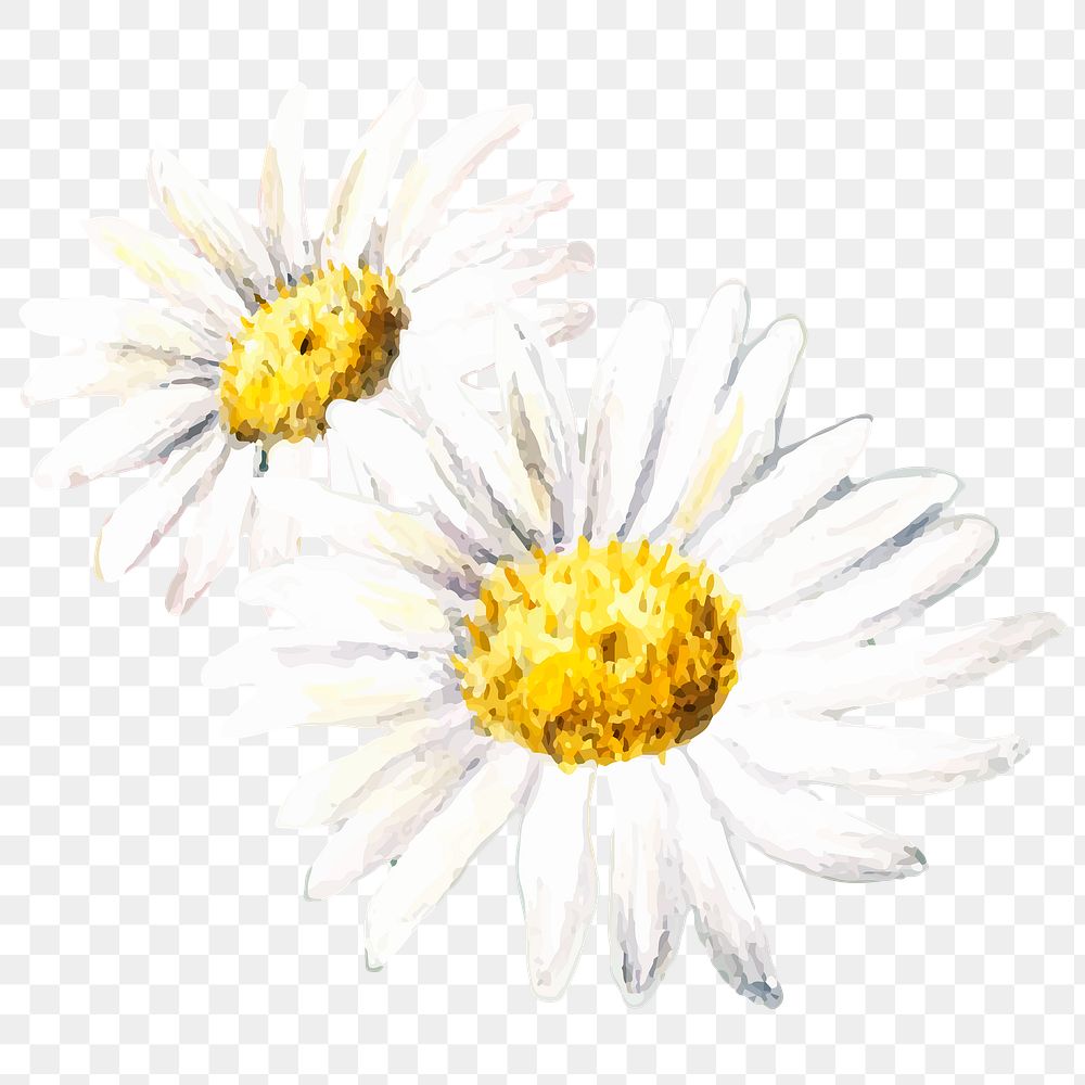 Daisy Watercolors Images Free Photos, PNG Stickers, Wallpapers