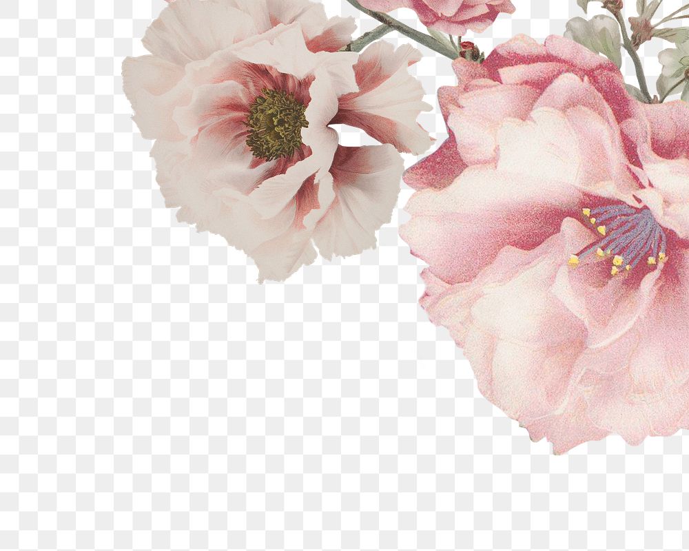 Pink cherry blossom, peony and white azalea flower branch border frame on transparent background