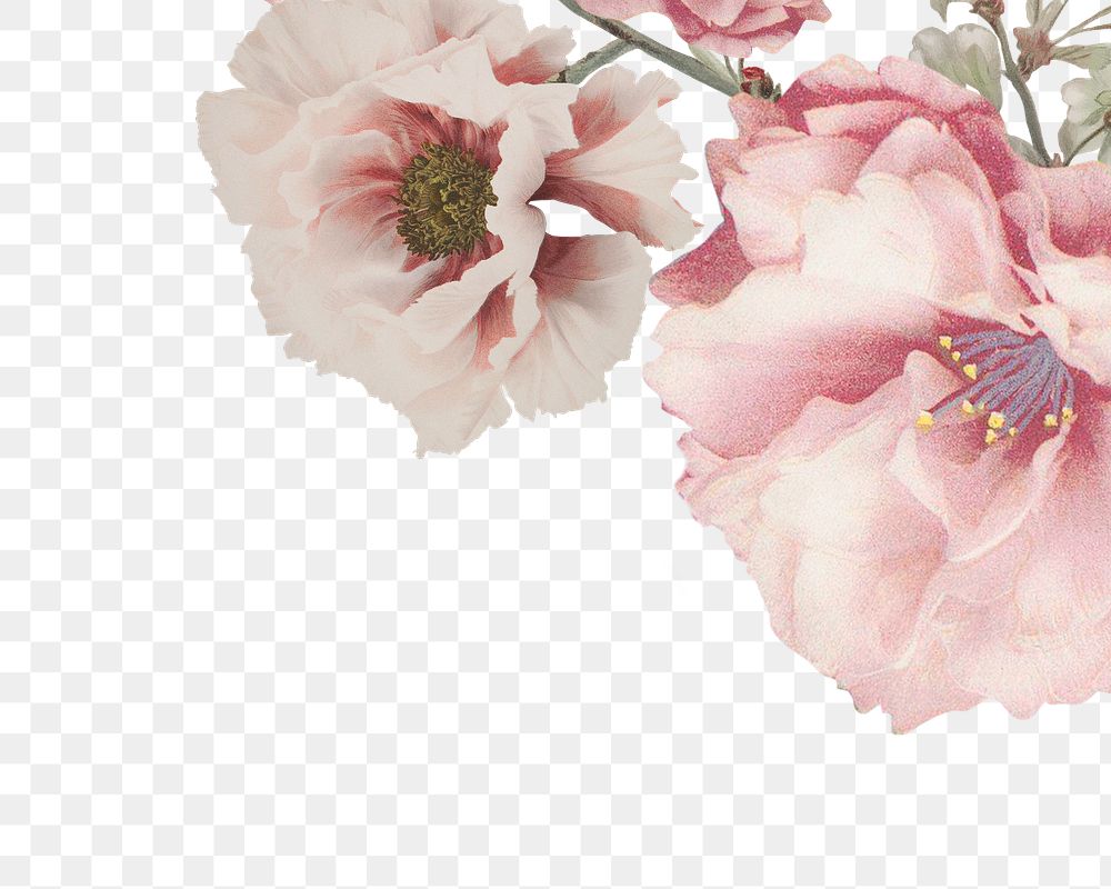 Pink cherry blossom, peony and white azalea flower branch border frame on transparent background