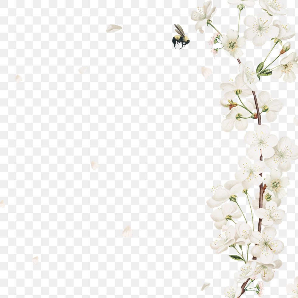 Cherry blossom flower border frame on transparent background