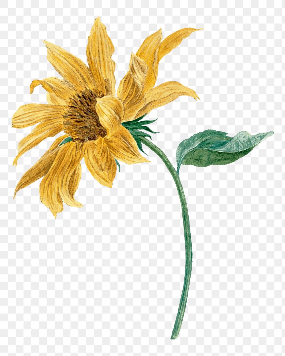 Sunflower png illustration, remixed from artworks by Michiel van Huysum