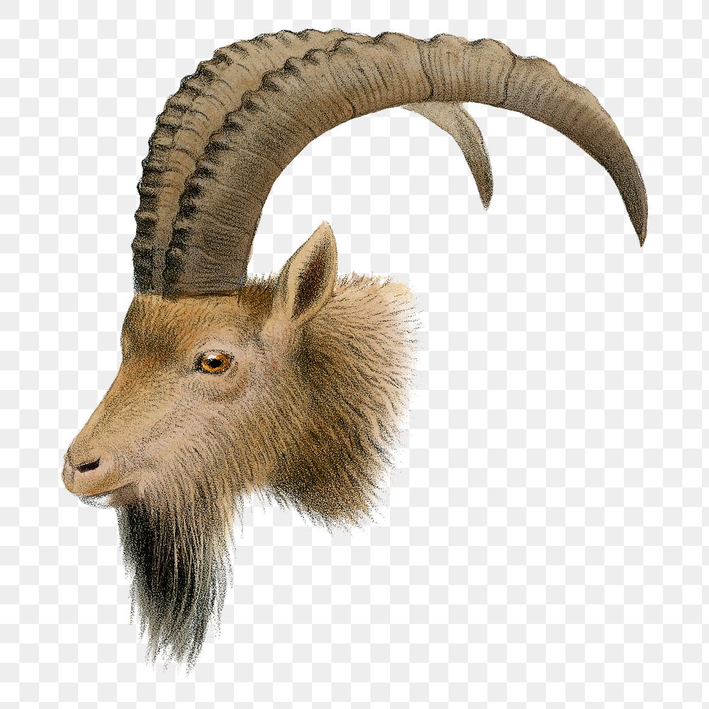 Ibex png sticker, vintage animal drawing, transparent background