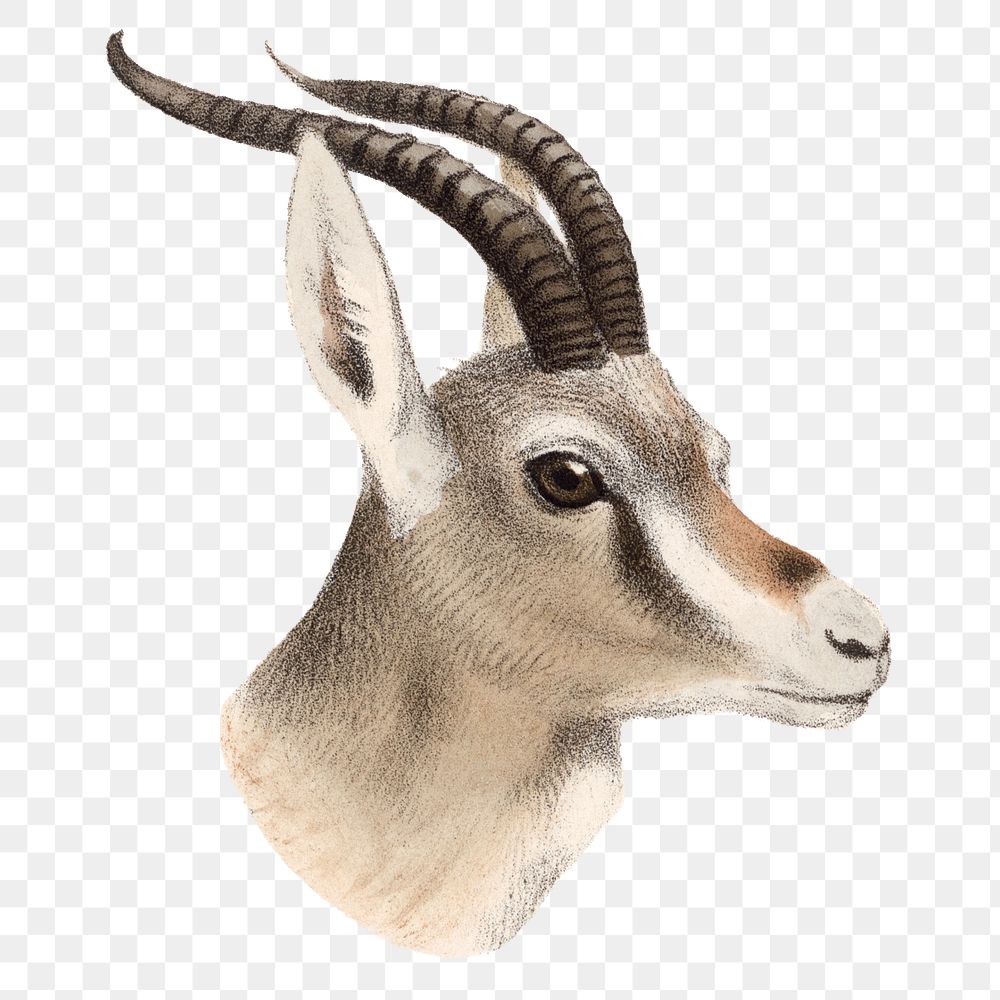 Vintage gazelle png sticker, animal illustration, transparent background