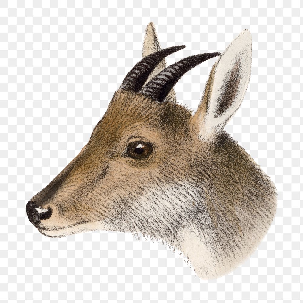 Goral png sticker, vintage wildlife illustration on transparent background