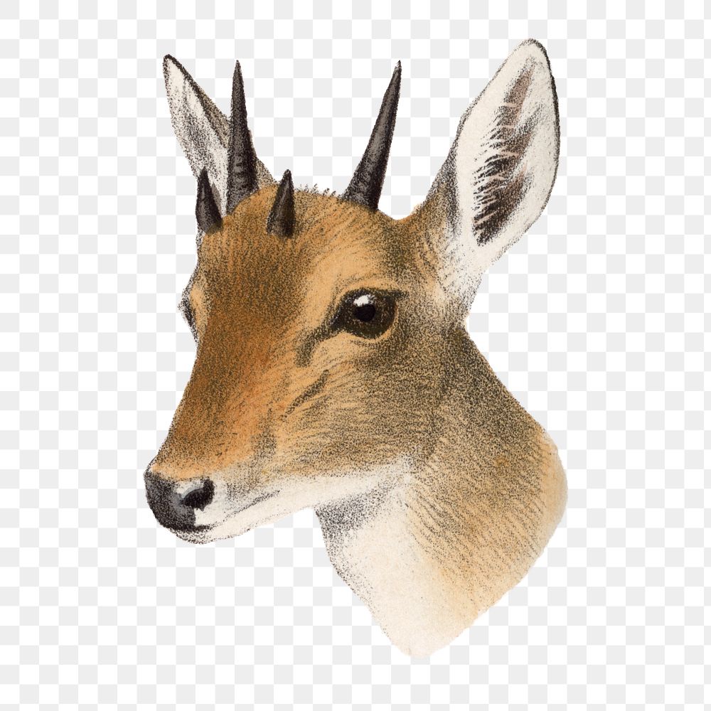 Vintage antelope png sticker, animal illustration, transparent background
