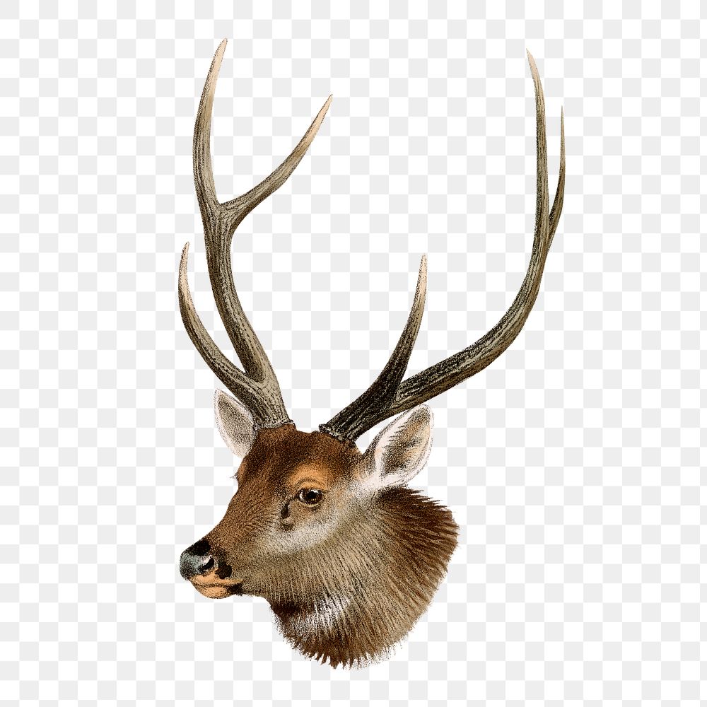 Sambar deer png sticker, vintage wildlife illustration on transparent background