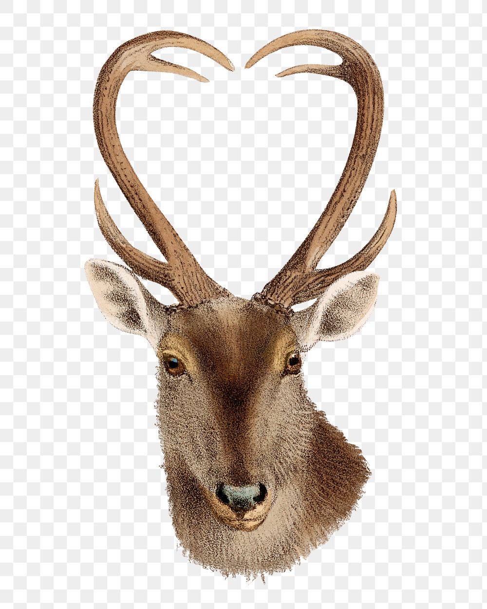 Vintage deer png sticker, animal illustration, transparent background  