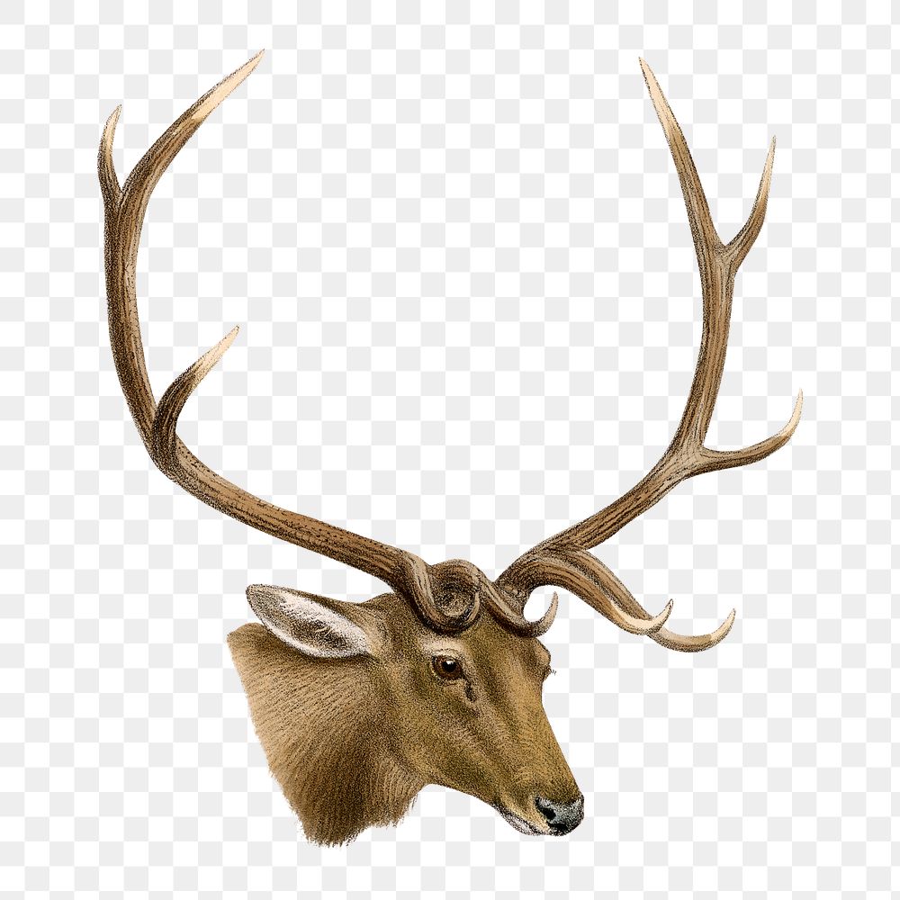 Deer png sticker, vintage wildlife illustration on transparent background