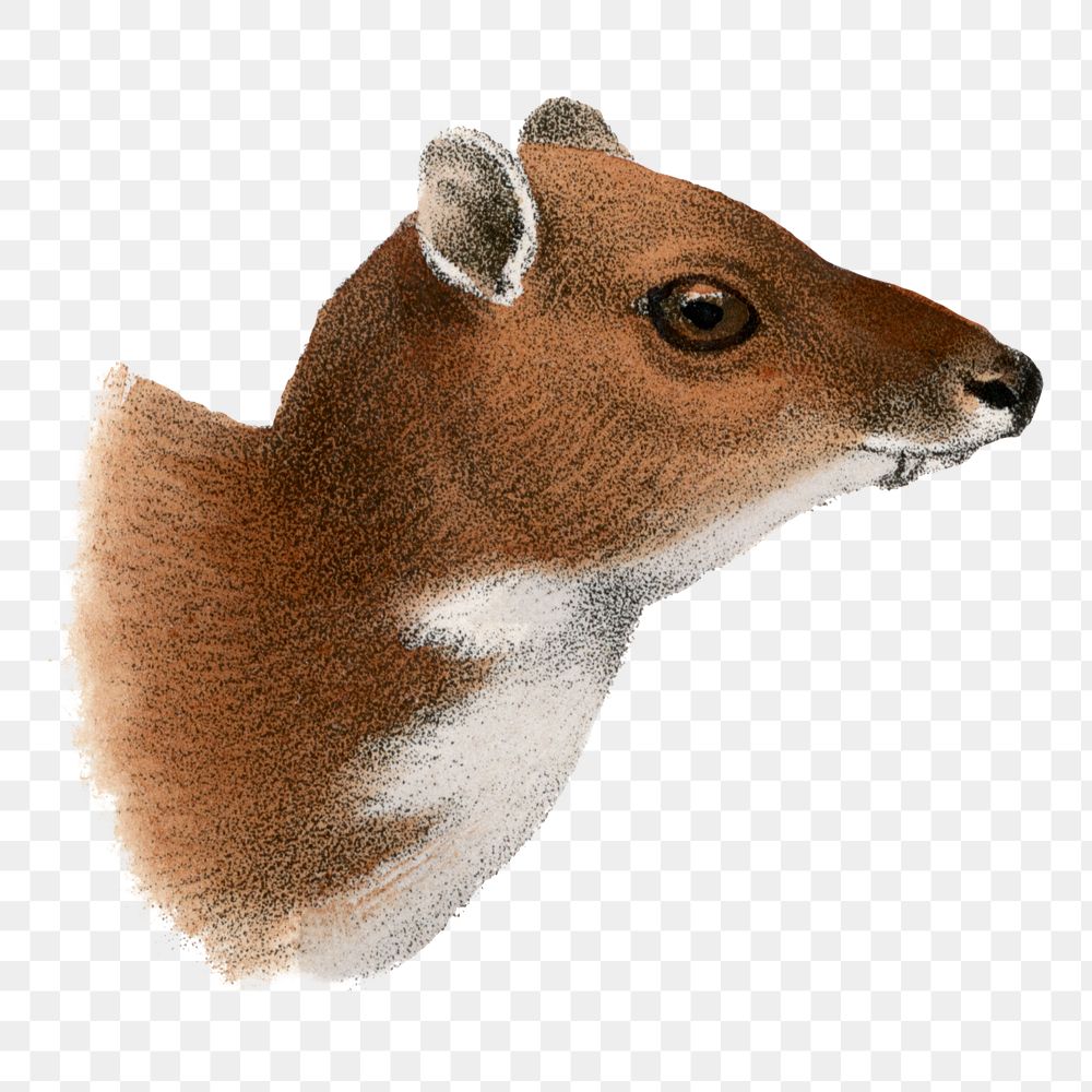 Chevrotain png sticker, vintage animal drawing, transparent background