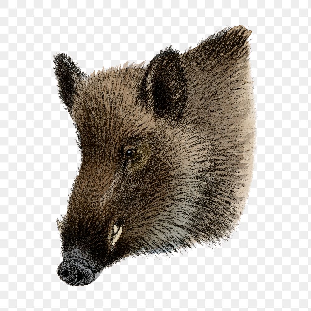 Wild boar png sticker, vintage wildlife illustration on transparent background
