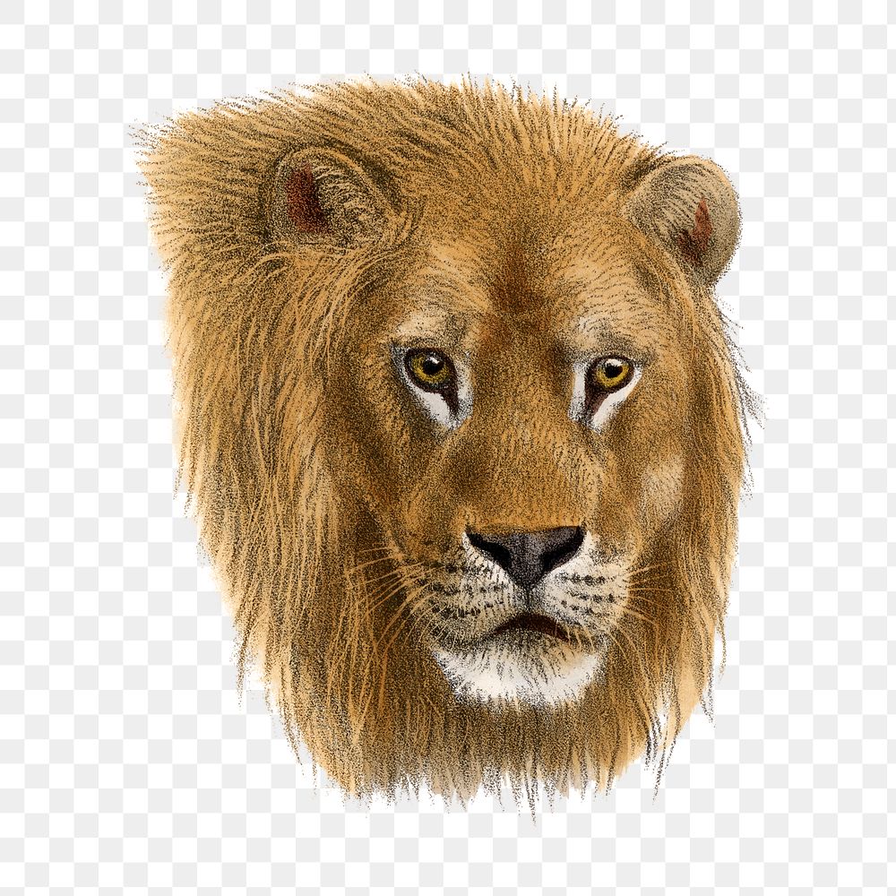 Vintage lion png sticker, animal illustration, transparent background