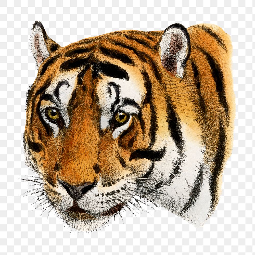 Tiger png sticker, vintage animal drawing, transparent background