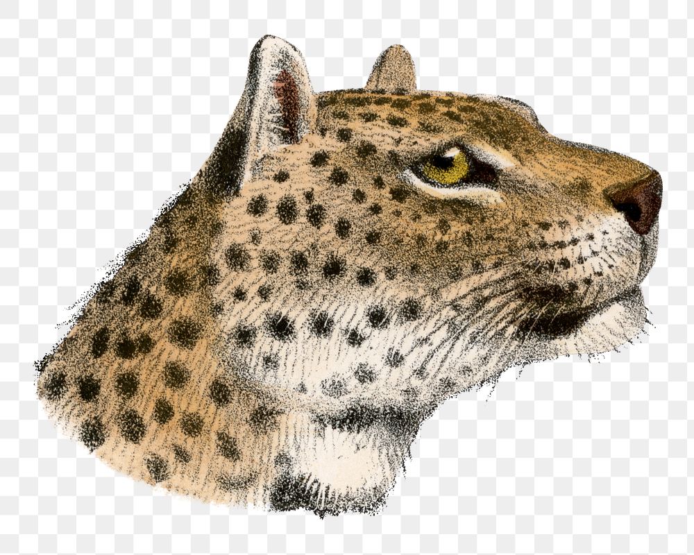 Leopard png sticker, vintage wildlife illustration on transparent background