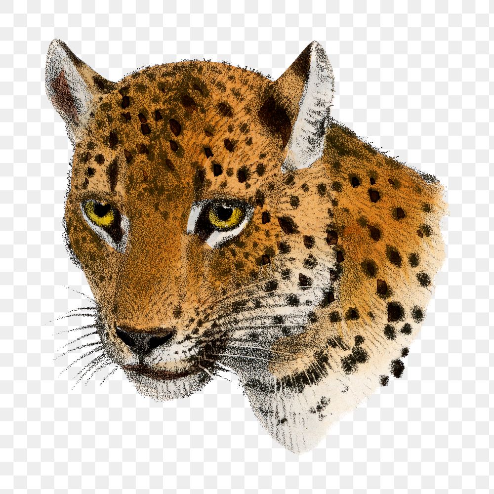 Vintage Indian leopard png sticker, animal illustration, transparent background