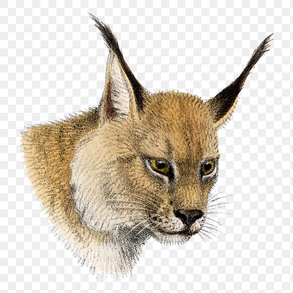 Vintage lynx png sticker, animal illustration, transparent background