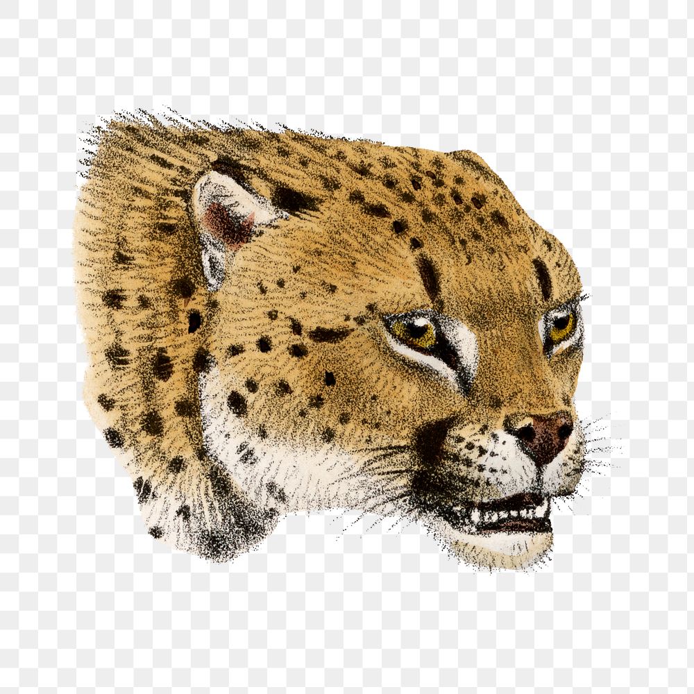 Leopard png sticker, vintage animal drawing, transparent background