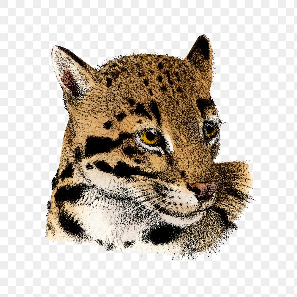Leopard png sticker, vintage wildlife illustration on transparent background