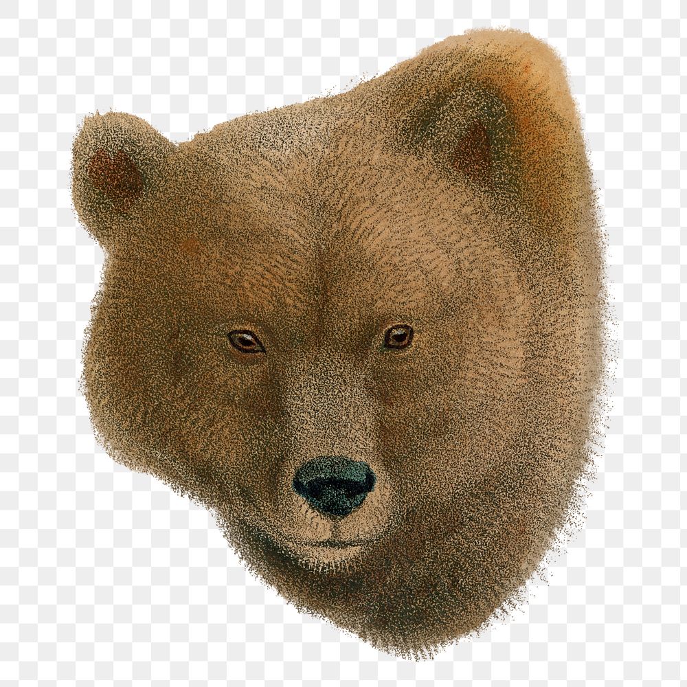 Vintage bear png sticker, animal illustration, transparent background