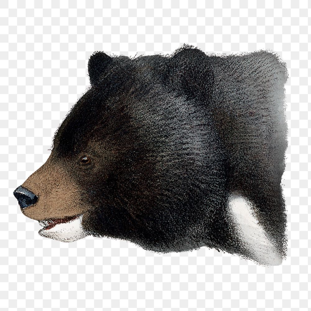 Vintage black bear png sticker, animal illustration, transparent background