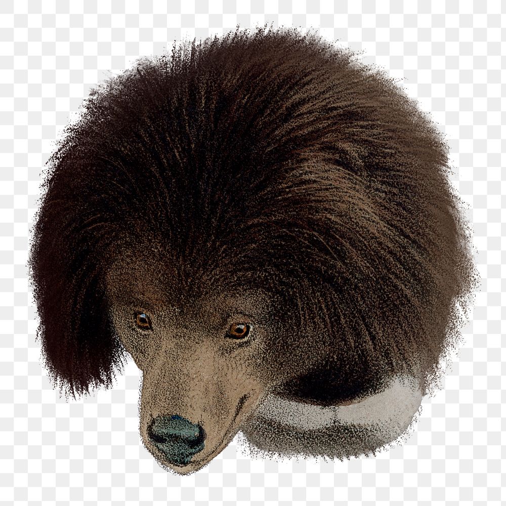Sloth bear png sticker, vintage wildlife illustration on transparent background