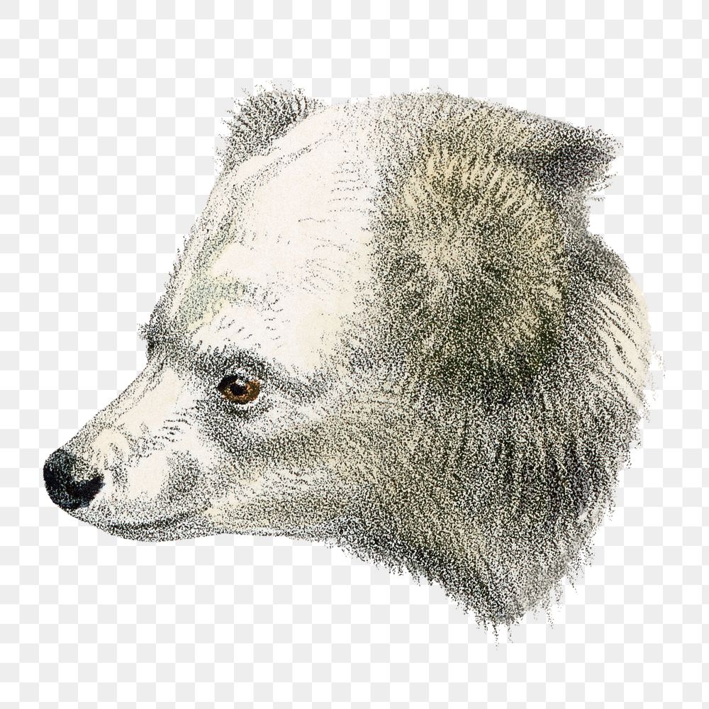 White bear png sticker, vintage wildlife illustration on transparent background