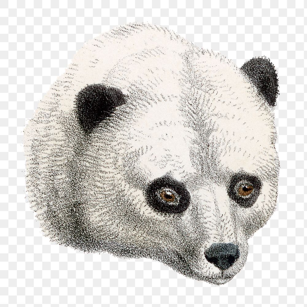 Panda png sticker, vintage animal drawing, transparent background