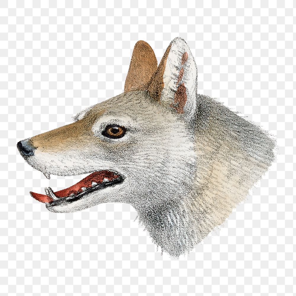 Vintage wolf png sticker, animal illustration, transparent background