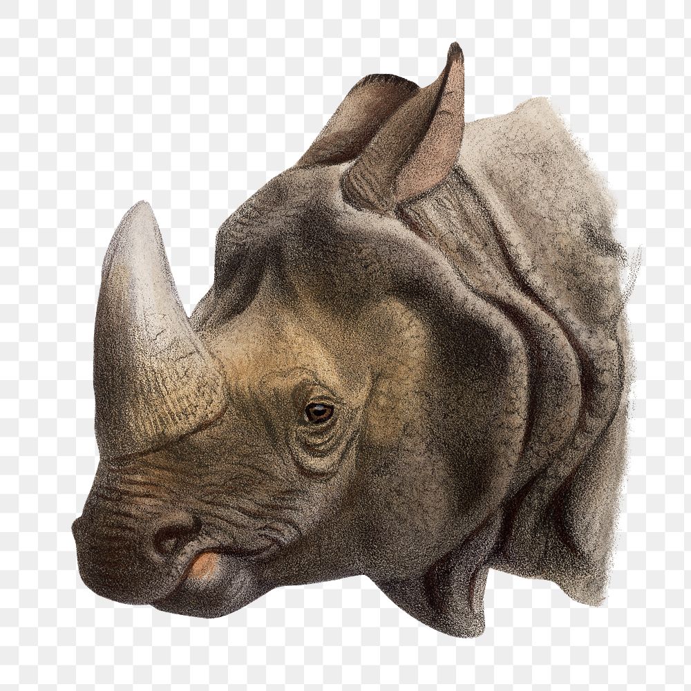 Vintage rhino png sticker, animal illustration, transparent background