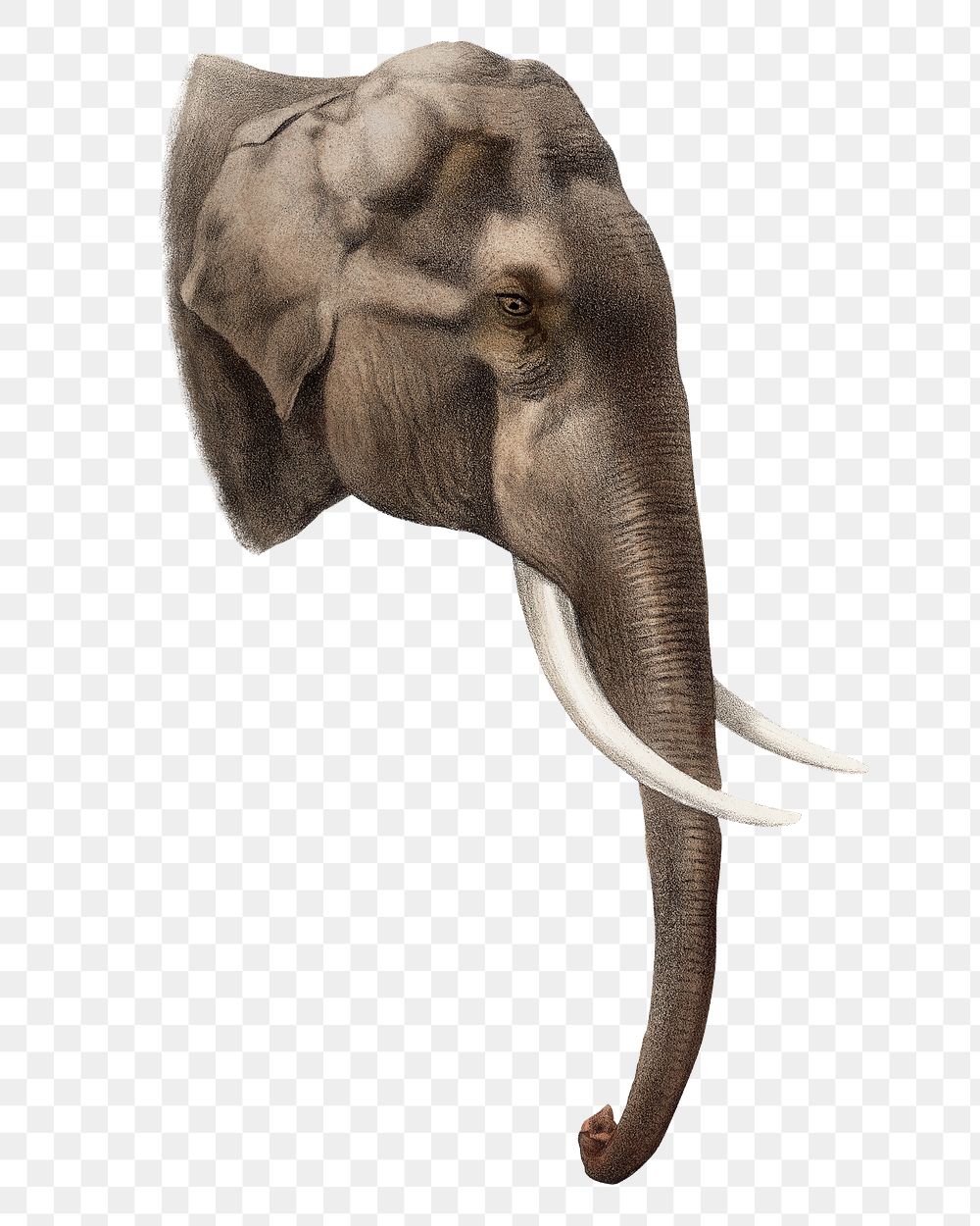 Elephant png sticker, vintage wildlife illustration on transparent background