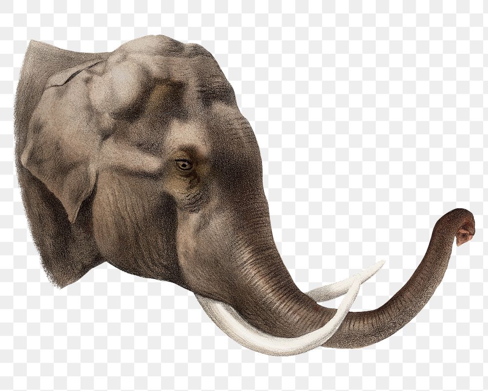 Elephant png sticker, vintage wildlife illustration on transparent background