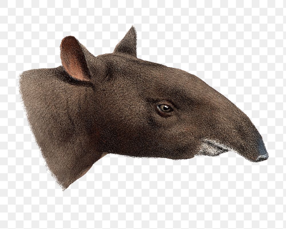 Mountain tapir png sticker, vintage wildlife illustration on transparent background