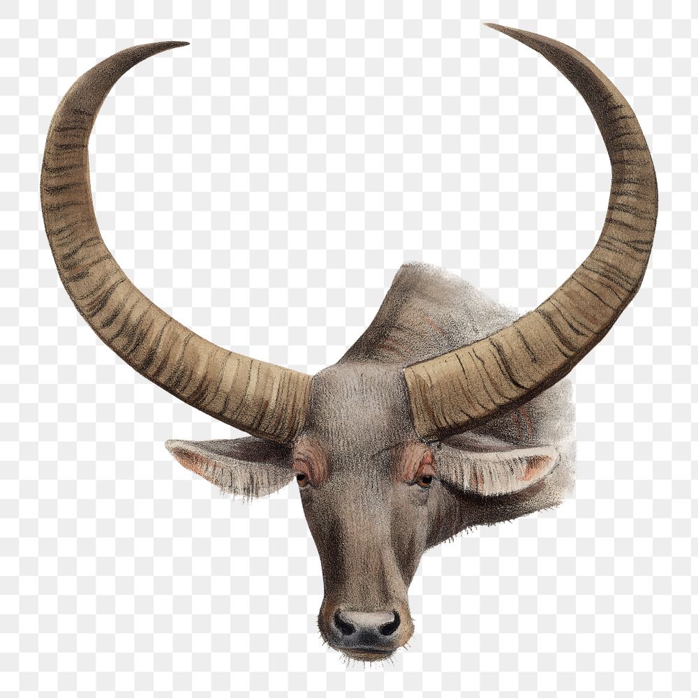 Vintage buffalo png sticker, animal illustration, transparent background