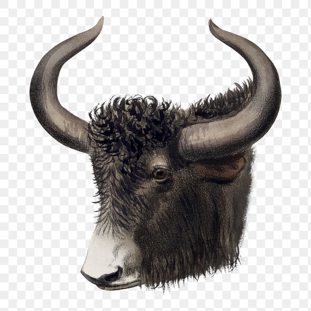 Yak png sticker, vintage animal drawing, transparent background