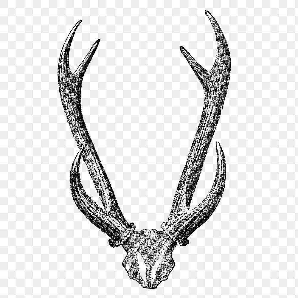 Deer skull png sticker, vintage safari animal illustration on transparent background