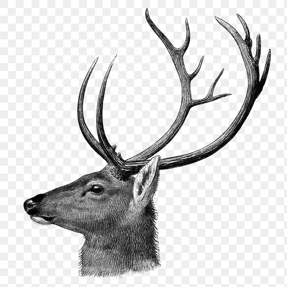 Vintage deer png sticker, animal illustration, transparent background