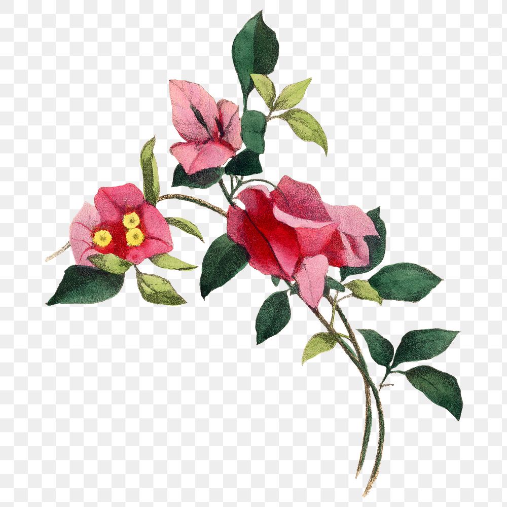 Bougainvillea flower png sticker, painting on transparent background