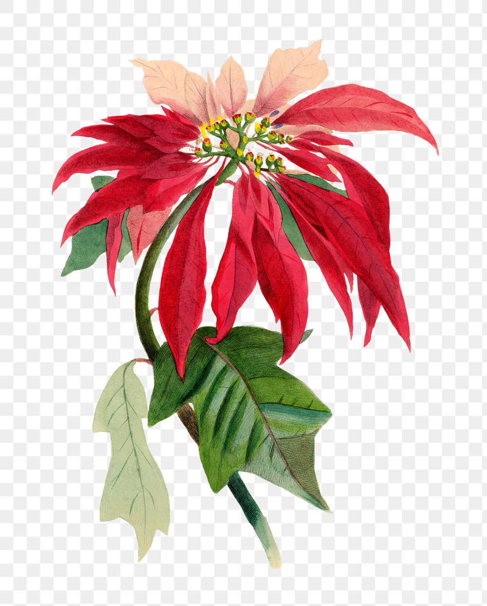 Poinsettia flower png sticker, painting on transparent background