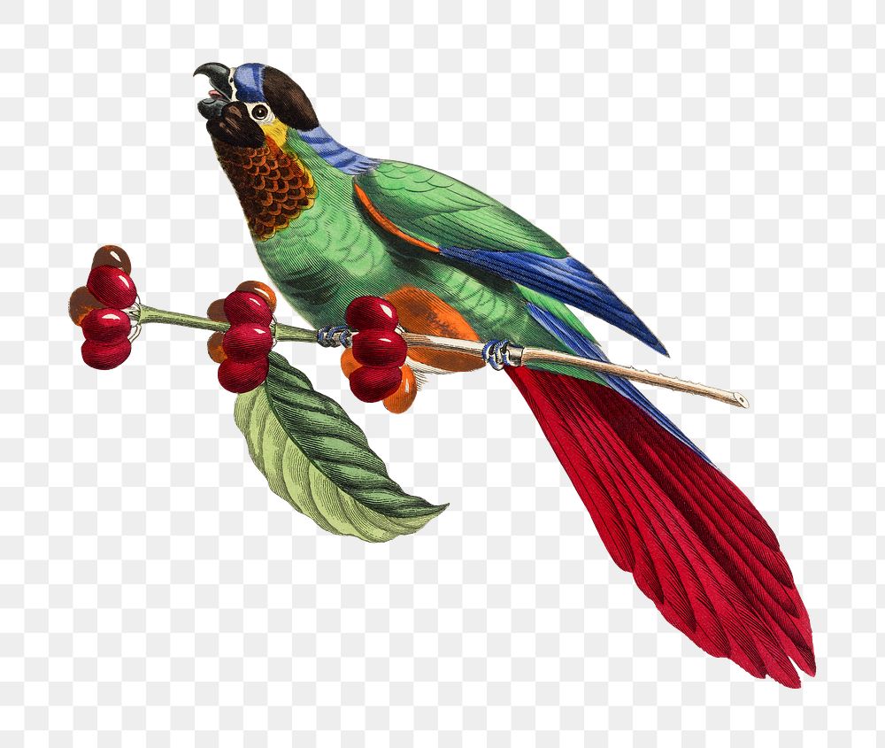 Parrot png sticker, vintage painting on transparent background