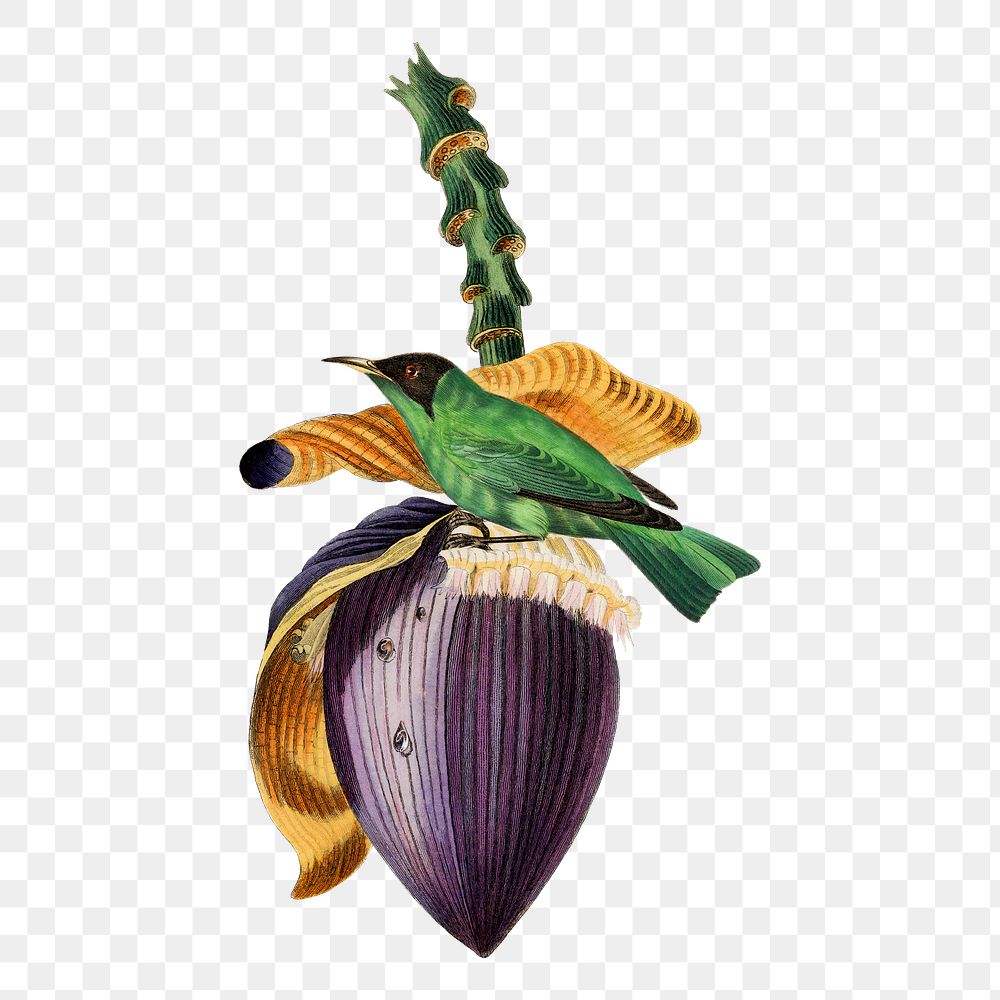 Banana flower png sticker, tropical fruit painting on transparent background