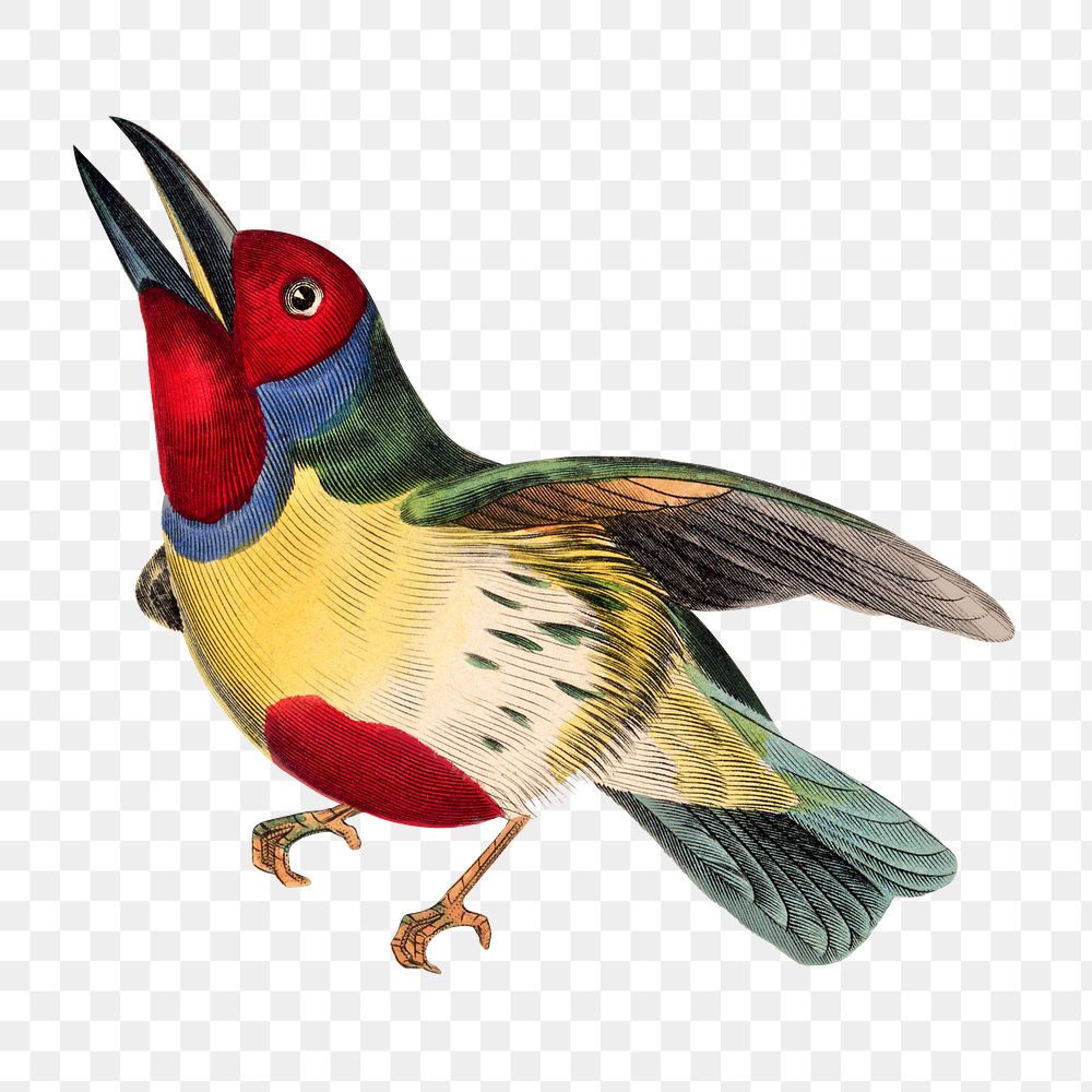 Barbet bird png sticker, vintage painting on transparent background