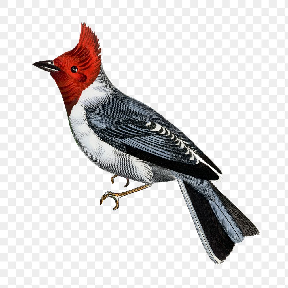 Finch png sticker, vintage painting on transparent background